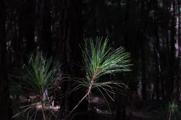 La famille des gymnospermes. Branche bleue luxuriante. Des branches de sapin. Fond d'épinette. Forêt de conifères. Forêt brumeuse en Tenerife, Espagne — Photo