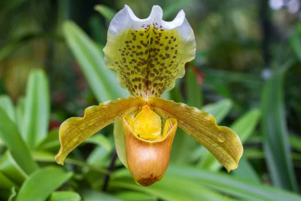 Orquídea Cymbidium amarilla en maceta. Flor y flor del tallo — Foto de Stock