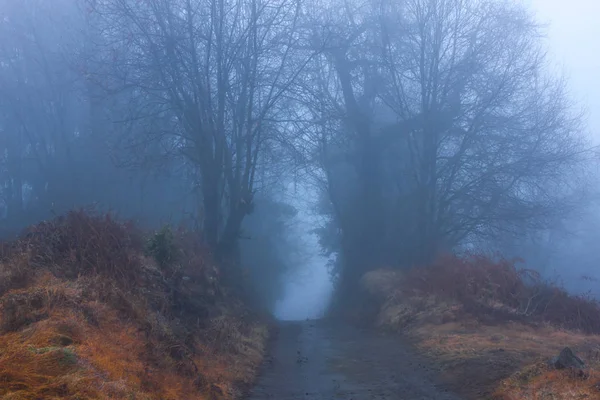 Misty dirt road. Brouillard en automne. Silhouettes d'arbre — Photo