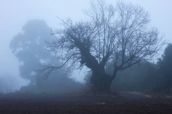 Silhouette d'automne châtaignier. Grand chêne dans le champ — Photo