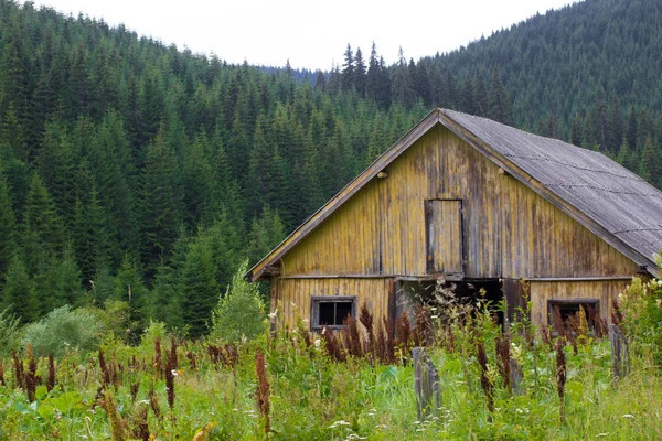 Spruce forest in the Ukrainian Carpathians. Sustainable clear ecosystem. Wood building