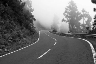 Ormandaki asfalt yol. Yol eğrisi