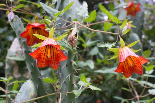 Canarina canariensis flor de sino laranja. Planta tolerante à sombra. Bellflower. — Fotografia de Stock