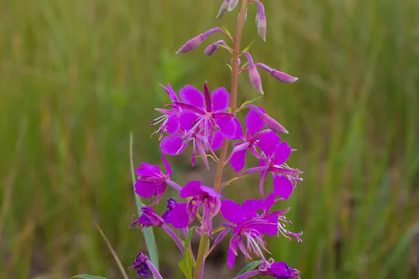 Chamaenerion angustifolium paarse bloemen. Onkruidverdelger, medische thee — Stockfoto