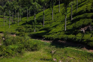 Coonoor, yeşil alan, çay plantasyon. Nilgiri dağ demiryolu. Hindistan