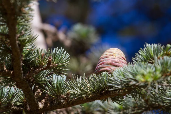 레바논 삼목 pinecone 식물 공원, 스페인에 — 스톡 사진