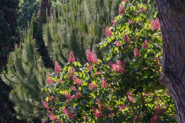 Red horse-chestnut tree in park. Briotii aesculus plant clipart
