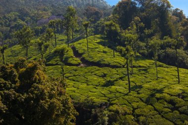Coonoor, green field, tea plantation. Nilgiri mountain railway. India clipart