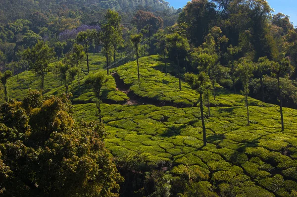 Coonoor, yeşil alan, çay plantasyon. Nilgiri dağ demiryolu. Hindistan