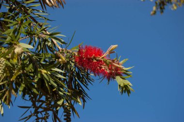Callistemon. Gökyüzü arka plan üzerinde kırmızı bottlebrush.