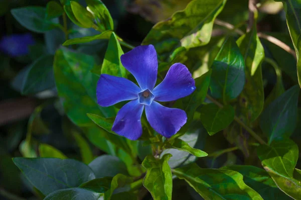 Vinca Μικρά λουλούδι. Μυρτιά closeup, άνοιξη μπλε λουλούδι — Φωτογραφία Αρχείου