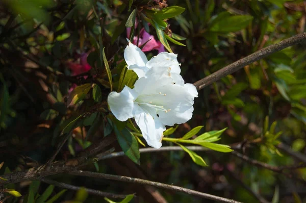 Arbusto de Azalea. Rhododendron macro foto flor — Foto de Stock