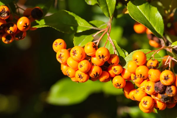 Pyracantha coccinea 오렌지 부시입니다. 스 칼 렛 firethorn 공장 — 스톡 사진