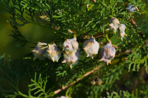 Brunch van thuya met kegels. Thuja deel van boom. Conifer — Stockfoto