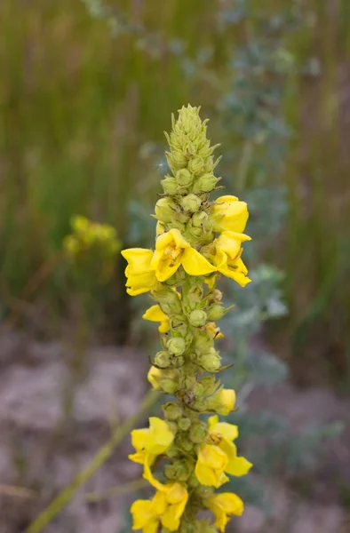 Verbascum densiflorum plante sauvage jaune. Un autre nom fleur dense mullein — Photo