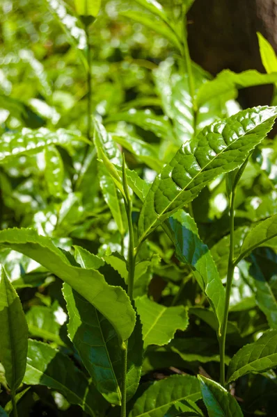 매크로 차의 잎 Coonor, Nilgiri, 인도 농장. — 스톡 사진