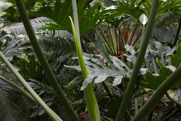 Monstera deliciosa feuilles. Grande plante robuste de la forêt tropicale verte avec des fruits — Photo