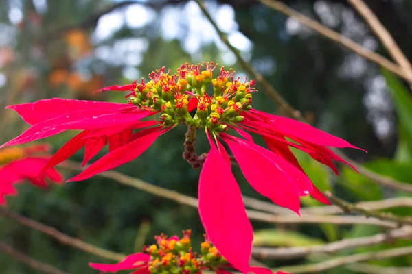 クリスマスの星。クリスマスのポインセチアのシンボル。ユーフォルビアの赤い花 — ストック写真