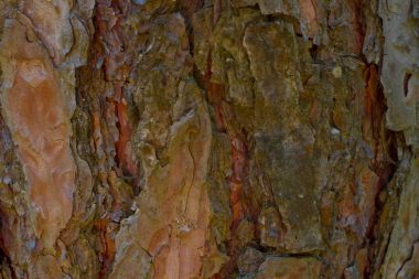 Çam ağacı kabuğu arka plan. Malç. Ahşap doku, kahverengi