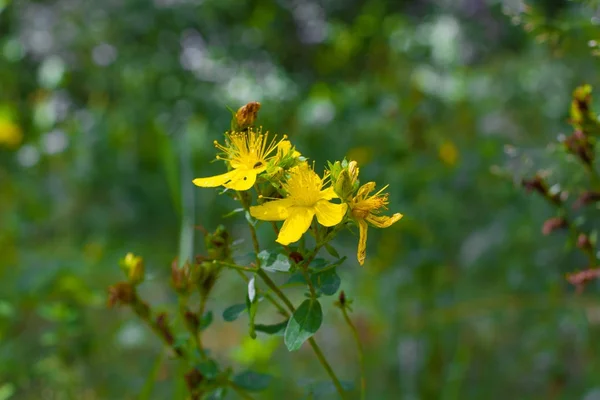 Perforar la hierba de San Juan. Hypericum perforatum macro planta con flores — Foto de Stock