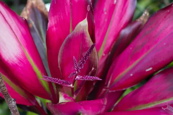 Bromelia humilis is a Bromeliad. It is a native plant of South America. — Stock Photo, Image