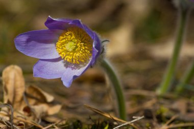 Doğu pasqueflowers veya Rock lily, çayır bitkisi, cutleaf anemon çiçeği. Pulsatilla patens