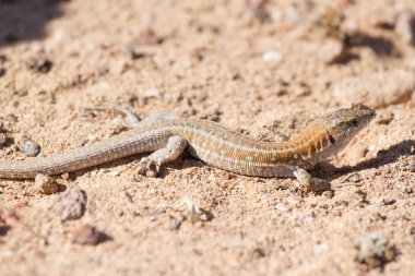 Lizard Lagarto ocelado