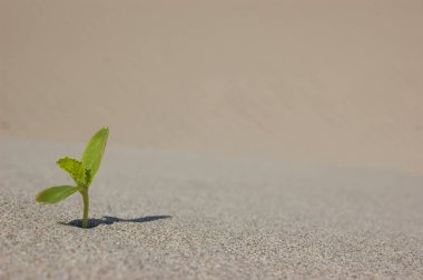 Çölde bir kum içinde büyüyen genç fide. Son derece ile yakın