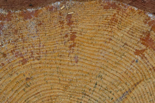 丸松の年輪をカットします。木の木材の背景のスライス — ストック写真