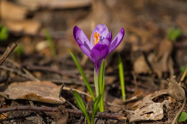 Vista de flores de primavera florecientes mágicas crocus heuffelianus creciendo en la vida silvestre. Primavera, nevadas, plantas de onagra — Foto de Stock