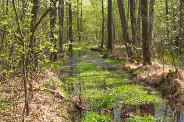 Bahar iğne yapraklı orman. Rowan ve çam ağaçları yeşil.
