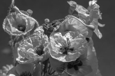 Haşhaş buketi. Kırmızı çiçekler anma günü iz. Siyah ve beyaz arka plan fotoğrafı