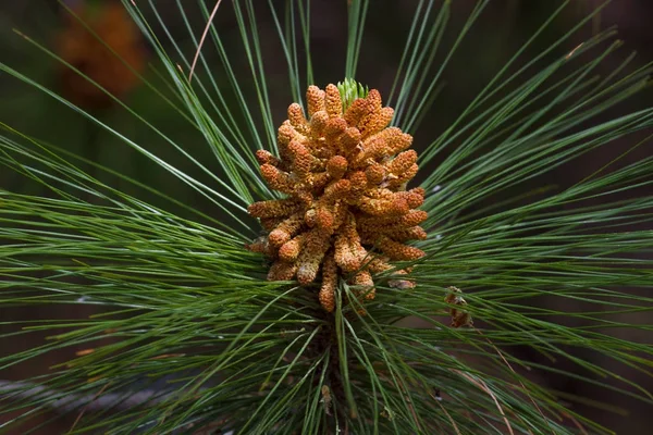 Macro photography female gametophyte at the eaten. The family of gymnosperms. Green lush branch. Fir branches. Spruce background. Coniferous tree. — Stock Photo, Image