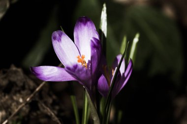 Crocus heuffelianus mor çiçekler, vintage fotoğraf. Bahar zamanı, kardelen, primrose bitkiler. Tonlama, bahar zaman renk