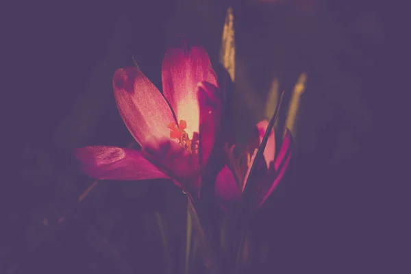 Krokus heuffelianus lila Blüten, Jahrgangsfoto. Frühling, Schneeglöckchen, Primeln. Farbtonung, Frühlingszeit — Stockfoto