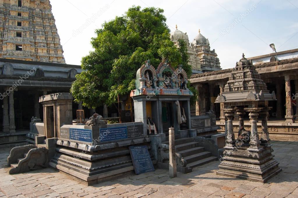 Sacred tree mango dedicated to the union of Siva and Parvati. Ekambareswarar temple is a Hindu temple. Kachi Ekambam old shiva temple. Largest temple in the town of Kanchipuram. Tamil Nadu, India.