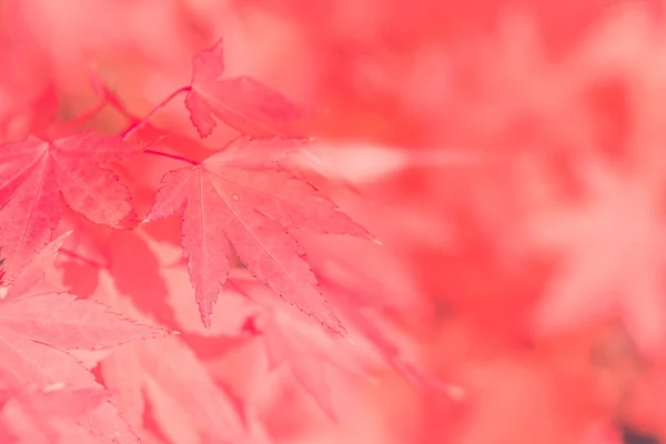 Goldenen Herbst verschwimmen Hintergrund mit Farbe Ahornblätter. Jahreszeiten. stilisiert als alten Vintage-Stil. moderner Hintergrund, Bannerdesign — Stockfoto
