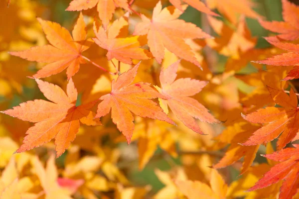 Ahornblatt rot. Herbst Blatt abstrakten Hintergrund. Canada Park herbstliche Parklandschaft mit braunen Orangenblättern. Makrosicht — Stockfoto