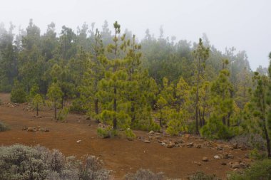 Puslu toprak yol. Ağaçlar silüeti. Sisli sonbahar orman