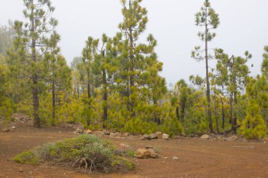 Puslu toprak yol. Ağaçlar silüeti. Sisli sonbahar orman