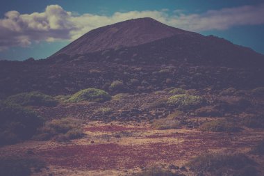 Atatürk balsamifera bitki manzara. Lobos kurak bölge Adası, Kanarya, İspanya. Kayalık Hills Instagram etkisi ile