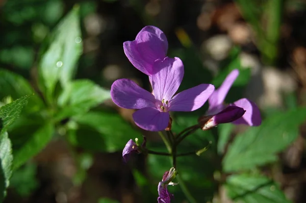 Cardamine Dentaria quinquefolia in beech forest in Crimean mountain. Springtime ephemeroids. Subanki five-leaves flowers plant. — Stock Photo, Image