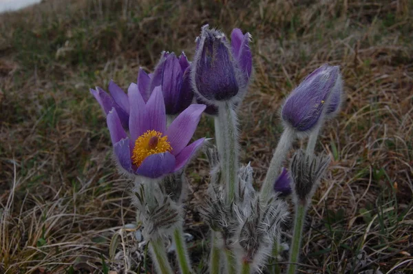 Pulsatilla taurica. Groupe de pasqueflowers dans les montagnes de Crimée gros plan — Photo