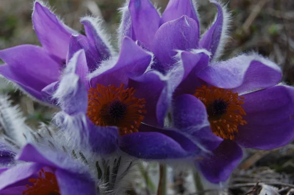 Pulsatilla taurica. Groep van pasqueflowers in Krim bergen close-up — Stockfoto