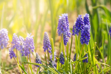 Muscari alan. Mavi üzüm sümbül ihale, çiçekler bahar. Çiçeklenme ilkbahar