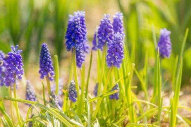 Muscari alan. Mavi üzüm sümbül ihale, çiçekler bahar. Çiçeklenme ilkbahar