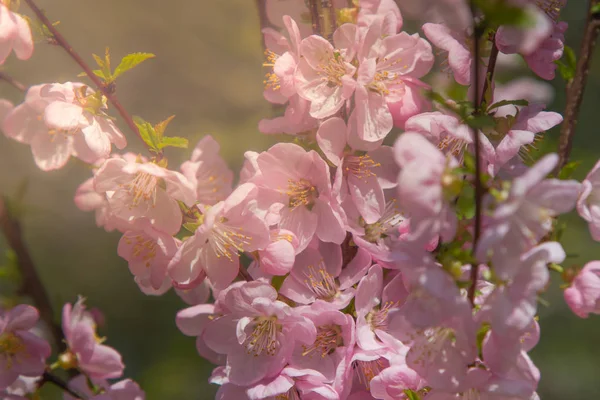 Prachtige kersen bloeien. Sakura bloesem in het voorjaar over blauwe hemel. Roze vervagen. Closeup Lentebloemen — Stockfoto
