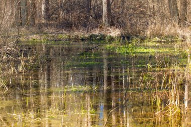 Bahar iğne yapraklı orman. Genç ağaçlar yeşil çam ve rowan. Bir bahar ormandaki orman nehir. Bahar manzara.
