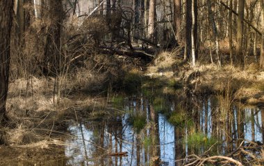 Bahar iğne yapraklı orman. Genç ağaçlar yeşil çam ve rowan. Bir bahar ormandaki orman nehir. Bahar manzara.
