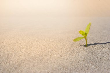 Sahara Çölü'çimlenme bitki. Fide kum arka plan. Bir Filiz